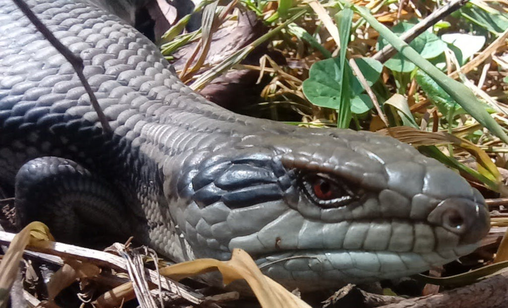 The Sentinel — Eastern Blue-tongue Hoodie