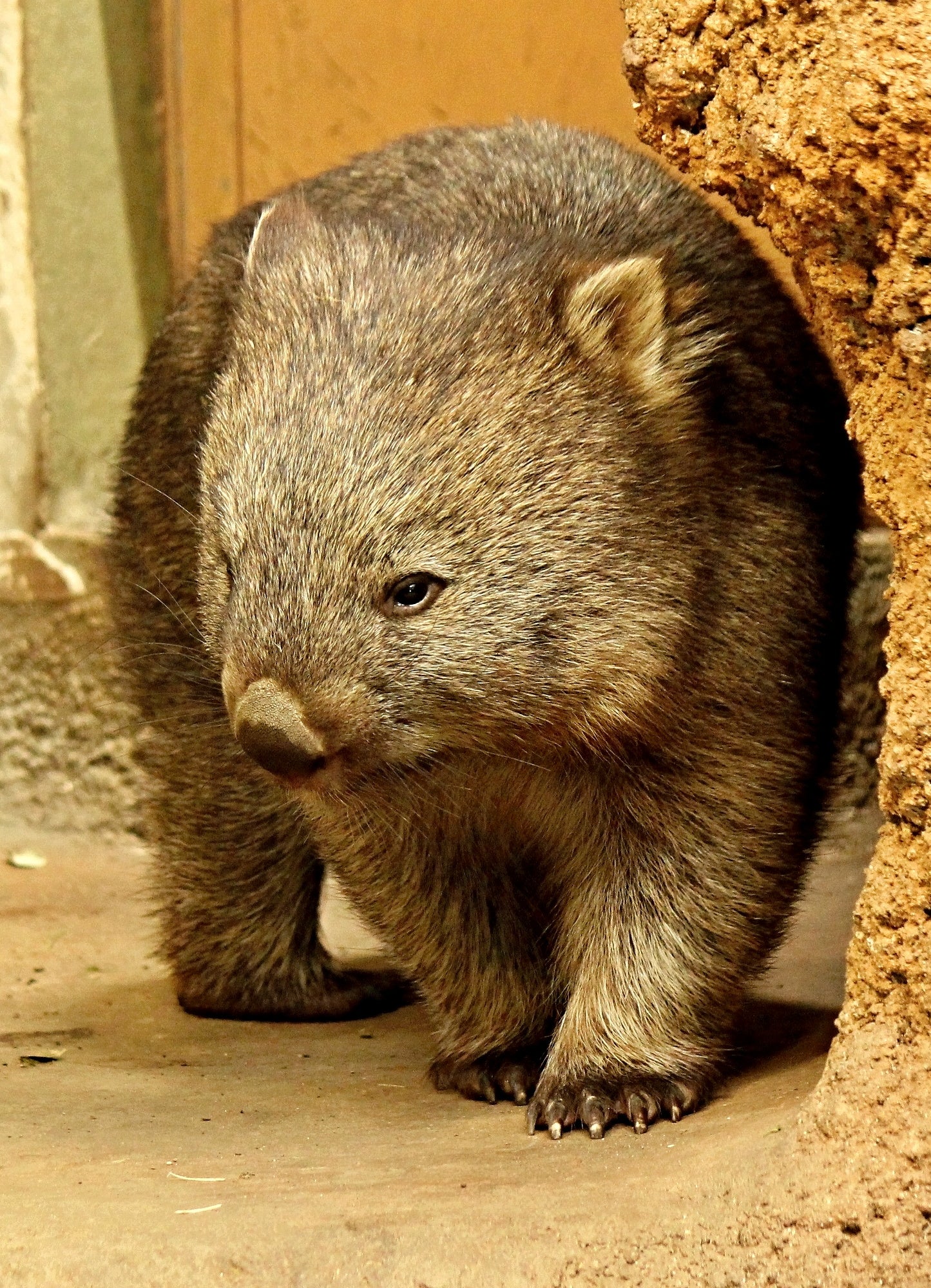 The Survivor — Common Wombat Hoodie